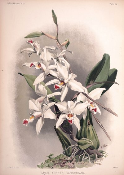 Laelia syn。：Laelia ssp。サンデリアーナ 作： London H. Sotheran and Co.